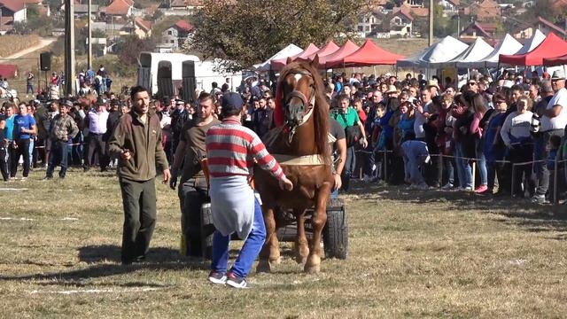 Concurs cu cai de tractiune | Tropote in tara vinului | Micesti, Alba - 2018 смотреть онлайн