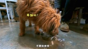 从起床到睡觉，带大家看看大王和来福的一整天都在做些什么？ ｜阿盆姐家的日常