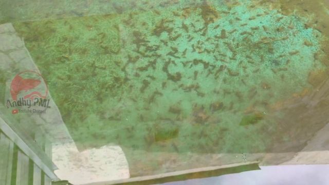 Panen Telur Moina Macrocopa | Kutu Air смотреть онлайн