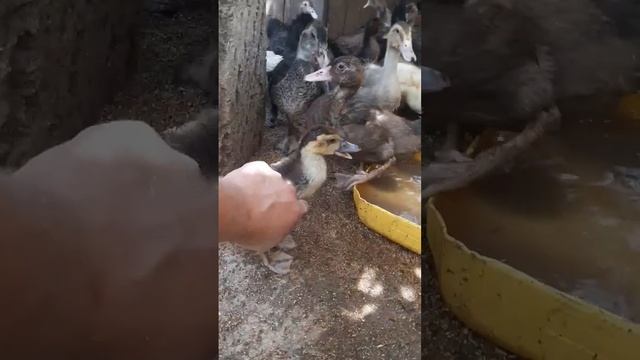 Утята купаются в воде 🦆😉👍 #shortsyoutube #duck #shortsvideo #2024 #подпишись#утята #качки #село#лай