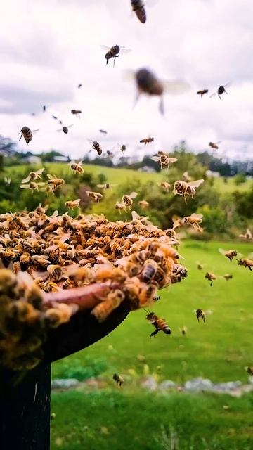 Honey Bee - Nature's Pollinators and Busy Workers смотреть онлайн