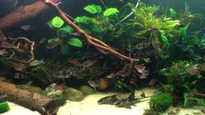 Loricaria simillima spawning (Part two)