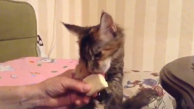 video 1446146498 mp4 смотреть онлайн