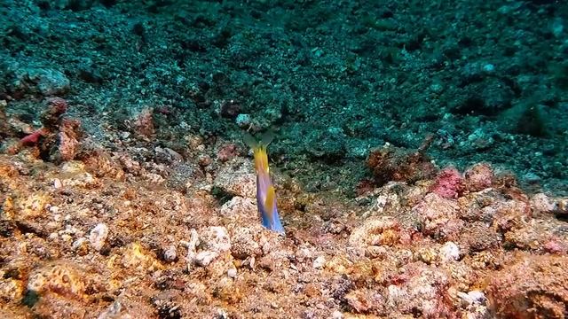 Opera of ribbon eel "SOUND ON" смотреть онлайн