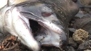 Остров Кунашир. Рыба в речке