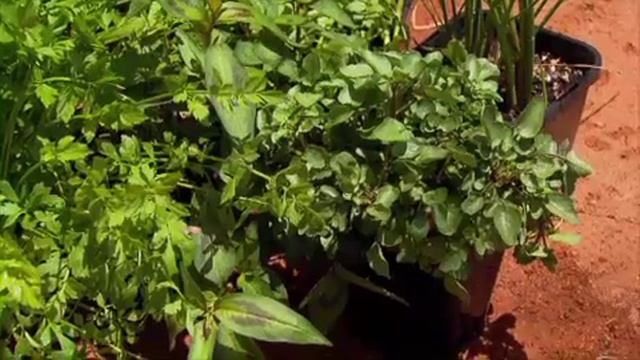 My Garden Your Garden - Edible Water Plants смотреть онлайн