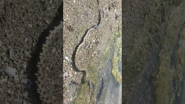 Змея поймала окуня смотреть онлайн