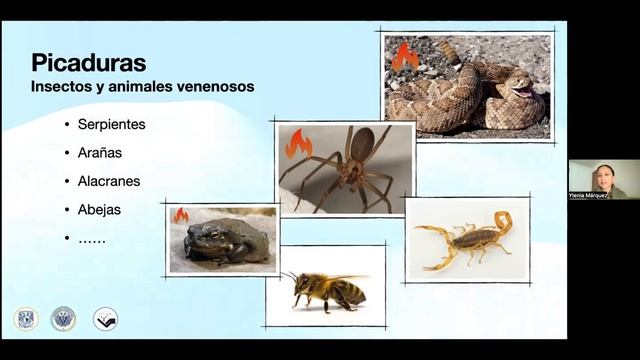 ElVetResponde  Intoxicación en perros y gatos