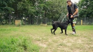 Дрессировка с щенком Кане-Корсо / Training Cane-Corso puppy