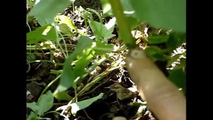 Окулировка персика перевернутой почкой