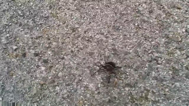 The BIGGEST Stag Beetle in the UK... Probably смотреть онлайн