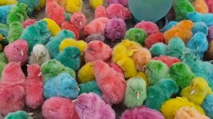 ЧУЧА ЧУЧА Е ЧУЧА