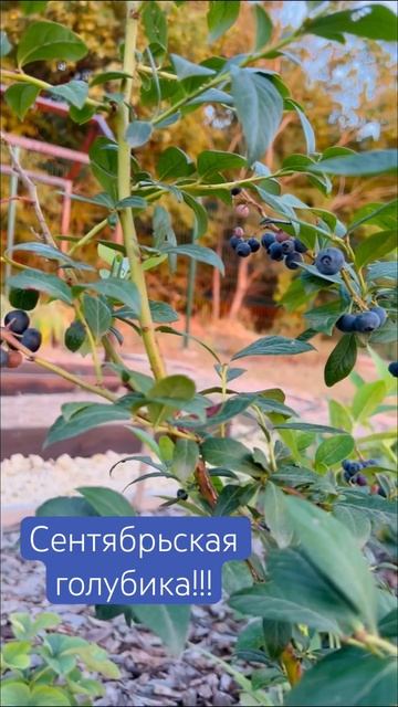 Голубика в сентябре! Чудеса поздних сортов! #выращиваниеголубики #голубика