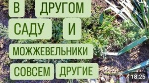 В ДРУГОМ САДУ И МОЖЖЕВЕЛЬНИКИ СОВСЕМ ДРУГИЕ! 9.03.2024г.