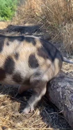 Baby Kune Kune pigs!