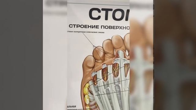 Стопа:  строение поверхностного слоя (плакат)