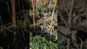 Лилии,тюльпаны,камелия !!! Весенние красавцы !!!