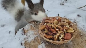 🙀 Неожиданная встреча.. удивительная северная белка-альбинос - розовый нос #берегитеприроду #милаха