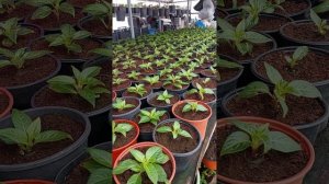 Основная деятельность ландшафтный дизайн и выращивание рассады цветов и других растений.