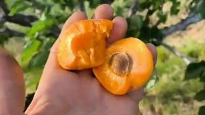 Абрикос Могадор. Apricot Mogador. Солодкий, надранній сорт.