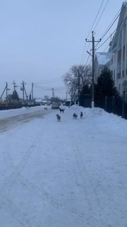 ПОД ПРИСМОТРОМ СВОРЫ: стаи собак беспокоят жителей села Отрадное.