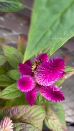 It’s a bee…it’s a wasp… Oh wait, it’s a syrphid!