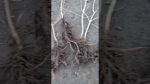 Дубы.Выкапываю саженцы. Завершение🌳