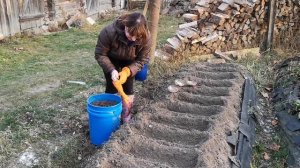 Как обновить посадочный материал чеснока. Простой способ