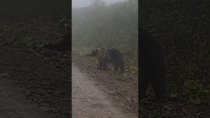 Медведи острова Итуруп.  Курилы