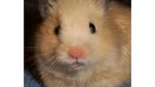 krazy talk хомяк смотреть онлайн