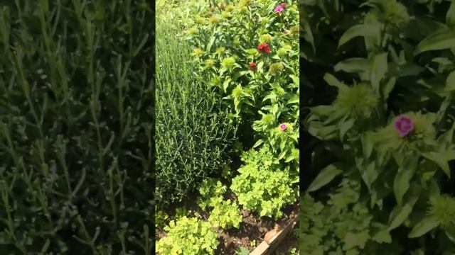 Турецкая ГВОЗДИКА (выращивание и уход)12.05.24