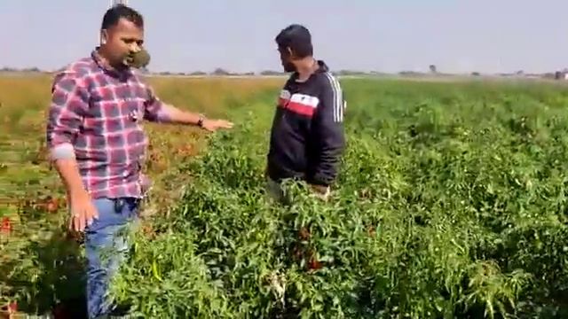 સરભ 1395 મરચ બજ