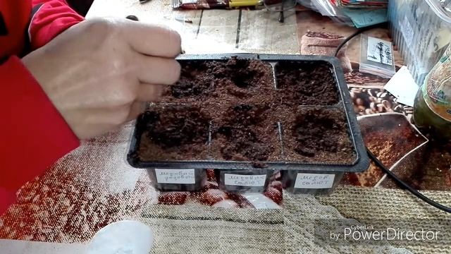 #ВлогСеменаЖизньВселе  Проклюнулись семена томатов/Жизнь в селе.