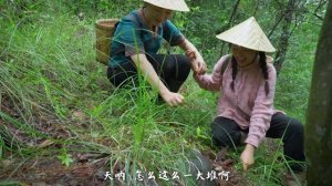 野生菌——云南人的夏天，怎能少得了这一锅鲜甜【滇西小哥】