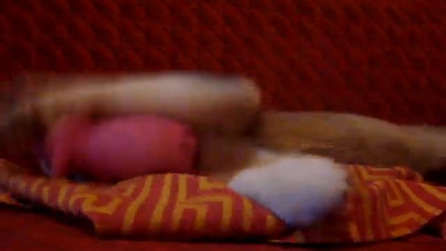 Ох уж эти хаски смотреть онлайн