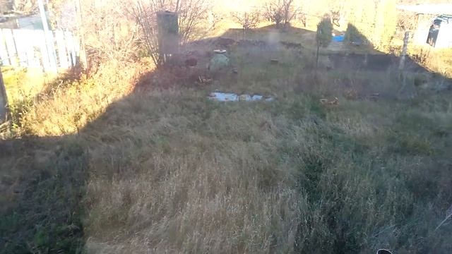 Фазаны во дворе смотреть онлайн