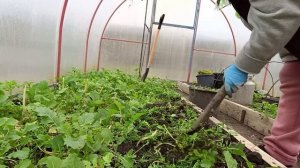 От роз невозможно отказаться 🌹🌹🌹Семена купили🥦🌿🌱 Погода испортилась 💧🕸👀Подушку делаю🦢