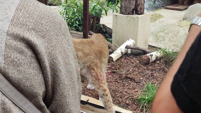 Московский зоопарк смотреть онлайн