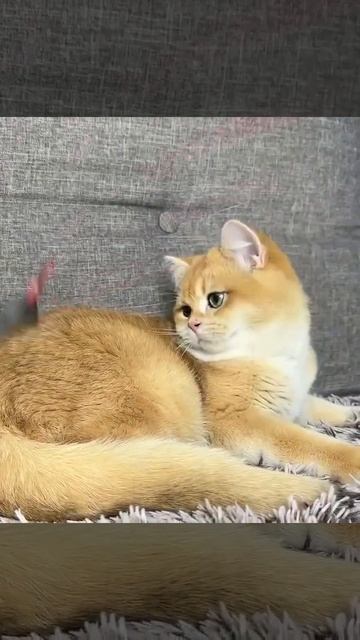 Британский короткошерстный котенок Dain, окрас золотая шиншилла - черный золотой завуалированный. смотреть онлайн