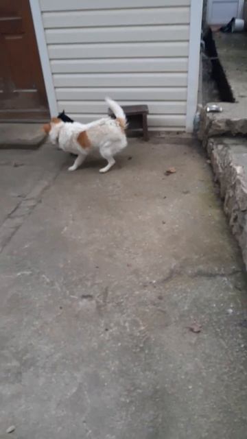 Дворняжка Малыш|Собака играет|Собаки смотреть онлайн