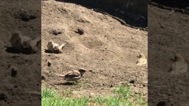 Amazing facts about sparrow गरय क रचक तथय a2 motivation shorts