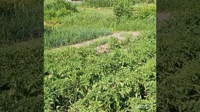 № - 246 - Огород 6.07.2022 г. смотреть онлайн