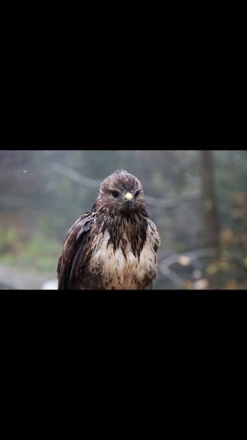 Stunning animal sound, hawk, butterfly, - Animal Sounds смотреть онлайн
