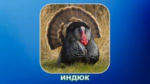 УГАДАЙ ЖИВОТНОЕ ПО ЗВУКАМ