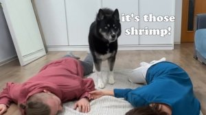 My Dog is Studying to be a Super Agent! The Funniest Moments With Husky Monty