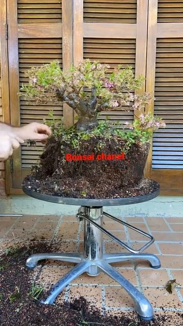 BONSAI || bonsai sakura japan смотреть онлайн