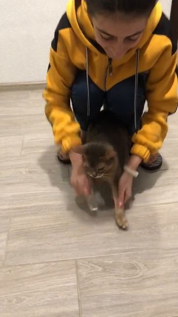 Cat Reaction to Sticky Tape -Что будет, если коту приклеить скотч смотреть онлайн