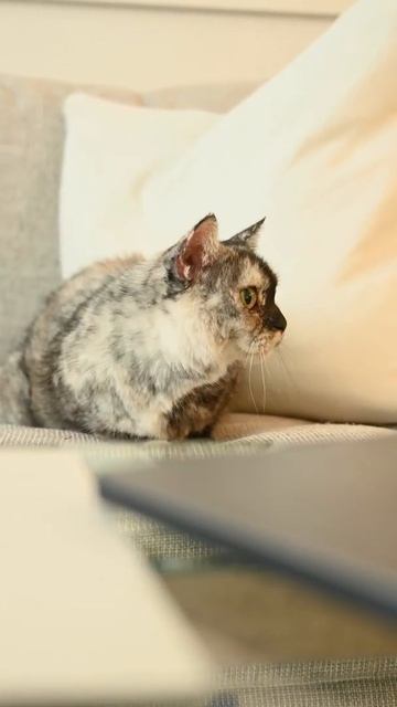 Наши любимые и прекрасные домашние питомцы. Котики и Кошечки.#shorts смотреть онлайн