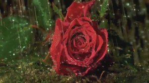 ДОЖДЬ и ЦВЕТЫ.  Крис Сфирис