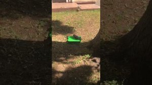 Птенец грача Умка.История его здесь https://vk.com/club214781617 Знакомьтесь! Это птенец грача.